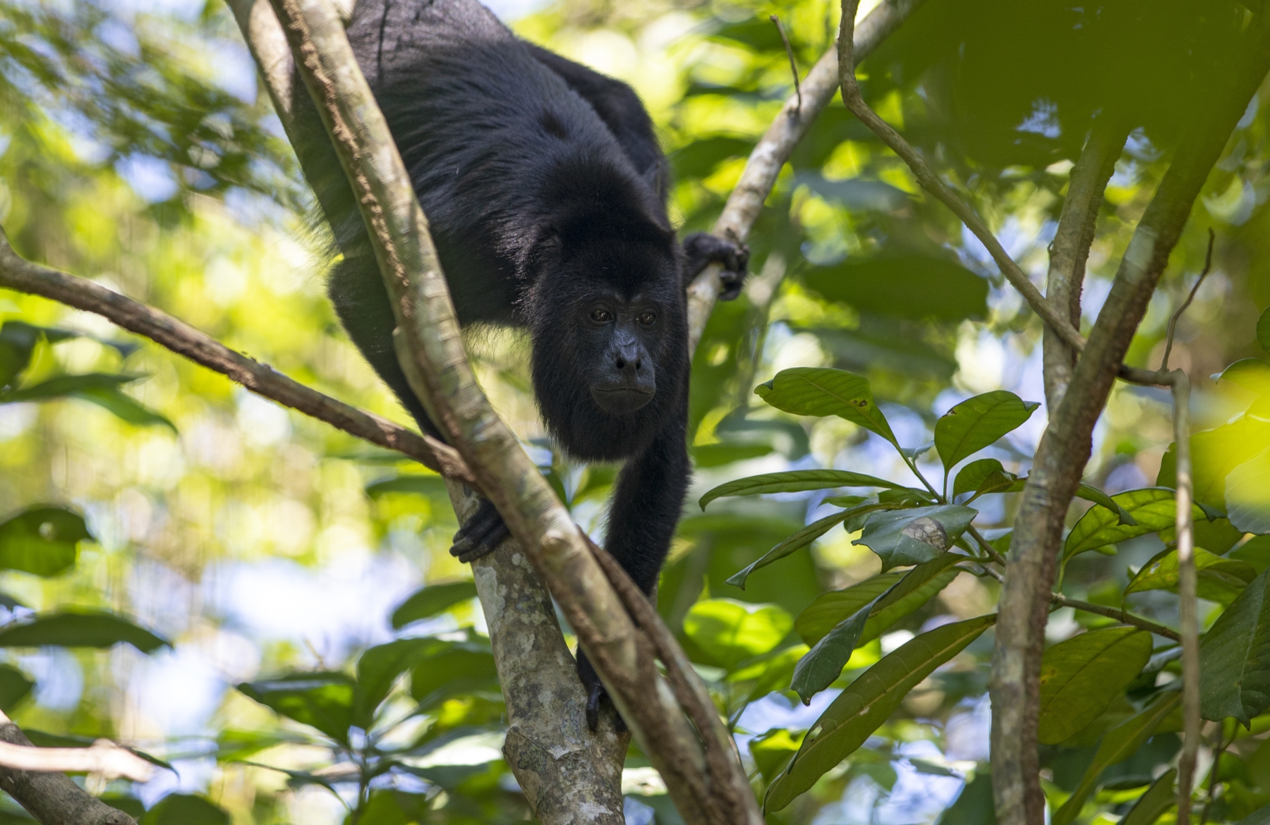 /gallery/central_america/Belize/Stann_Creek/monkey river/Howler Monkey Belize 2022-005_med.jpg